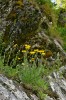 Skalní vápnomilný jestřábník huňatý (Hieracium villosum) ve Velké kotlině spolehlivě indikuje vápnité fylity, vápnité metatufy i křemen-karbonátové žíly. Foto L. Bureš