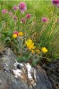 Největší současná rarita Velké kotliny – bohatě kvetoucí jestřábník Grabow­ského (Hieracium grabowskianum), nalezený  zde po „pouhých“ 128 letech.  Foto J. Kocián (20. července 2013)