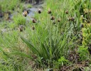 Jitrocel černavý sudetský (Plantago atrata subsp. sudetica) je ve Velké kotlině jedním ze dvou stenoendemitů (taxonů omezených na velmi malé území, v tomto případě pouze jedinou lokalitu na světě). Od r. 1834, kdy byl objeven, je znám  stále ze stejného místa. Foto L. Bureš