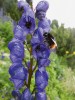Čmelák širolebý (Bombus wurflenii, Apidae), typický druh horského bezlesí, si cestu k nektaru uloženému hluboko v květech oměje často zkracuje pomocí  silných kusadel. Foto M. Mazalová