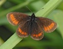 Okáč menší (E. sudetica sudetica, Nymphalidae). Drobný horský motýl, který u nás obývá pouze pohoří Hrubého Jeseníku, a to v nominotypickém  endemickém poddruhu. Foto L. Bureš