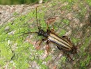 Velmi vzácný a skrytě žijící tesařík čtyřpásý (Cornomutila lineata,  Cerambycidae) vyhledává rozvolněný horský smrkový les při jeho horní  hranici. V. Křivan
