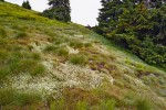 Jaká plocha Velké kotliny bude  za několik málo let souvisle zarostlá v Jeseníkách nepůvodním svízelem  hercynským (Galium saxatile) rychle invadujícím do subalpínských trávníků? Foto L. Bureš