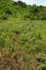Velký nálet břízy karpatské (Betula carpatica) na úpatí Finckeho stráně. Foto L. Bureš