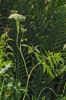 Šabřina tatarská (Conioselinum tataricum) se aktuálně v ČR vyskytuje pouze na třech jesenických lokalitách. Relativně nejpočetnější populace je ve Velké kotlině vytlačována expandující chrasticí rákoso­vitou (Phalaris arundinacea). Foto L. Bureš