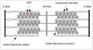 Schéma sarkomery (délka 2,4 mm), jsou ohraničeny Z-disky, do kterých jsou ukotvena tenká filamenta. Ve středu jsou tlustá filamenta. Myoziny mají orientované hlavičky v obou směrech od středu  sarkomery a jsou spojeny uprostřed  v M-linii. Při kontrakci šplhají po aktinu a přitahují Z-linie k sobě, tím se sarkomera zkracuje až na 1 mm délky. Upraveno podle: T. Sorsa a kol. (2004). Orig. B. Elsnicová 