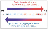 Typy svalových vláken a základní vztahy přeměny mezi rychlými  a pomalými typy (PS – pomalé svaly,  RS – rychlé svaly). Blíže v textu.  Upraveno podle: O. Přenosil (2008). Orig. B. Elsnicová 