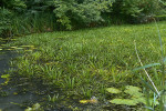 Populace řezanu pilolistého (Stratiotes aloides) ve vodním kanále v Kančí oboře u Břeclavi obnovená z nedaleké původní lokality Hnutím Brontosaurus. Vpravo dole stulík žlutý (Nuphar lutea). Foto J. Těšitel