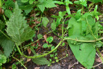 Plazivá kořenující lodyha kopřivy lužní (Urtica kioviensis). Foto J. Těšitel