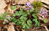 Dymnivka nízká (Corydalis pumila) představuje zástupce jarního aspektu zalesněných hrúdů. Foto J. Těšitel