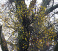 Ochmet evropský (Loranthus europaeus) se hojně vyskytuje na dubech letních (Quercus robur) napříč Soutokem. Foto J. Těšitel
