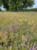 Vegetace hrúdu na Lánských loukách s mateřídouškou panonskou (Thymus pannonicus), hvozdíkem Pontederovým (Dianthus pontederae), pryšcem chvojkou (Euphorbia cyparissias) a šťovíkem menším (Rumex acetosella). Foto H. Chytrá