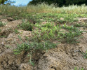 Chruplavník rolní (Polycnemum arvense) je konkurenčně slabý druh písčin, vyžaduje pravidelné narušování půdního povrchu. Hrúd Dúbravka. Foto K. Chytrý