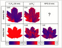 Pomocí zobrazovací fluorescence chlorofylu lze sledovat rozložení fotosyntézy v ploše. V našem případě v listech javoru klenu (Acer pseudoplatanus) odebraných za horkého slunečného odpoledne z osluněné a odvrácené strany stromu. Pro každý z tisíců obrazových bodů jsou spočteny parametry Fv/Fm, ΔF/Fm′ a NPQ a jejich hodnota zobrazena pomocí barevné škály. Rozložení Fv/Fm po 30minutovém zatemnění bylo v ploše slunného listu heterogenní a průměr 0,62 značí výrazné snížení vlivem fotoinhibice. Zato stinný list za stejnou dobu zatemnění dokázal Fv/Fm relaxovat v celé ploše až k teoretickému maximu 0,83. Rozložení ΔF/Fm′ a NPQ po pěti minutách při mírné ozářenosti aktinickým světlem odhalilo skrytou prostorovou heterogenitu. To ukazuje na rozdílnou citlivost obou parametrů vůči různým intenzitám stresu. Proč ale nemůžeme zobrazit NPQ pro slunný list? Protože pro výpočet NPQ potřebujeme znát plně relaxovanou hodnotu Fm, která není zatížena fotoinhibiční složkou nefotochemického zhášení qI (obr. 3). V tomto konkrétním případě byla relaxovaná hodnota Fv/Fm = 0,80 změřena až druhý den ráno a její Fm by tak mohlo být dodatečně použito k vyjádření NPQ. Orig. T. Hájek