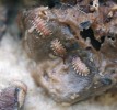 Larvy slunilek (Fanniidae), především druhu Fannia scalaris. V rozbředlé hmotě lze zaznamenat larvy několika instarů i podlouhlá vajíčka. Foto H. Šuláková