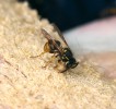 Vosa požírající vajíčka bzučivek. Vosy a mravenci se na počátku rozkladu chovají jako nekrofágové, kteří se živí přímo tkáněmi. Jak rozklad postupuje, využívají stanoviště k lovu ostatního hmyzu. Foto H. Šuláková