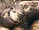 Sýrohlodka S. nigriceps a brouk pestrokrovečník Necrobia ruficollis (Cleridae) na těle, a to již po prvním týdnu rozkladu. Samičky sýrohlodek tak kladou vajíčka na odhalené kloubní hlavice v době, kdy na zbytku těla  stále aktivně působí tisíce larev bzučivek, také však první larvy mrchožroutů a zejména pod tělem larvy mouchovitých. V letních měsících může být sukcese natolik rychlá, že nastává téměř souběh generačních cyklů hmyzu z několika fází po sobě. Foto H. Šuláková