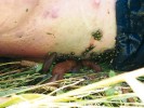 Larvy bzučivek nejsou schopné pronikat přes nepoškozenou kůži, proto samičky kladou i na místa poškozená plži. Foto H. Šuláková