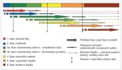 Schematické znázornění průběhu sukcese při volné expozici mrtvého těla. Počátek každé fáze definuje přílet prvních jedinců, postupné zvyšování jejich počtu a kladení. Následuje dominantní postavení skupiny s maximem jedinců, ať již dospělců nebo larev, a následný útlum, při kterém se dokončují generační cykly a dospělci odlétají. Orig. H. Šuláková