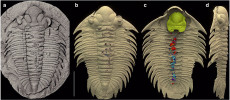 Snímek fosilie trilobita Bohemolichas incola zachované v rokycanské kuličce (blíže v textu; obr. a). Měřítko 1 cm. Trojrozměrná vizualizace při pohledu shora (b, dorzální pohled), zespodu (c, ventrální pohled) a z levého boku (d, laterální pohled); krunýř je v béžové barvě, hypostom (tvrdý kryt ústního otvoru) žlutě, obsah trávicího traktu barevně rozlišený podle různých fosilních skupin. Foto a orig. P. Kraft (obr. a) a V. Vaškaninová (b–d)