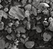 Recentní sediment ze dna tropické části Atlantského oceánu s převahou schránek dírkovců – foraminifer. Foto K. Holcová