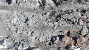 Kmeny stromovitých plavuní rodu Sigillaria nalezené v jednom z výkopů na lokalitě Wuda, Vnitřní Mongolsko. Kmen uprostřed představuje vrcholovou partii stromu s dlouhými úzkými listy. Životnost listů byla omezena a po čase opadávaly. Proto je větší část kmene zdánlivě „bezlistá“. Průměr kmenů 20–25 cm. Foto J. Pšenička