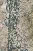 Detail ovipozice na listu vrby Haidingerovy. Délka všech tří, na sebe navazujících oválných impresí je 2 mm. Foto S. Knor