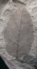 Fosilní list vyhynulé olše julianotvaré (Alnus julianiformis) ze spodního miocénu mostecké pánve se zřetelnými stopami hálek roztočů (Acari) z nadčeledi vlnovníků (Eriophyoidea) na středové žilce. S morfologicky velmi podobným typem hálek vlnovníka druhu Eriophyes inangulis se můžeme v současnosti setkat na listech olše lepkavé (A. glutinosa). Foto S. Knor