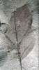 Stopy hálek vlnovníků (roztoči – Acari: Eriophyoidea) na středové žilce listu vyhynulé olše julianotvaré (Alnus julianiformis). Foto S. Knor