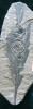 Listy vyhynulého stálezeleného dubu porýnského (Quercus rhenana), vykazující přítomnost velkých, avšak komprimovaných hálek (původně zjevně kulovitého tvaru). Jako nejpravděpodobnější původce se jeví blanokřídlý hmyz z okruhu dnešních žlabatek (blanokřídlí – Hymenoptera: Cynipidae). Foto S. Knor