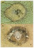 Fosilní nález na listu vyhynulého jasanu Fraxinus bilinica (dole) – okrouhlé útvary o průměru 4 mm připomínají velikostí, tvarem a rozmístěním hálky recentního druhu bejlomorky Dasineura fraxinea na jasanu ztepilém (F. excelsior, nahoře). Foto S. Knor