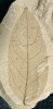Hluboký okrajový žír s jasně patrnou proliferační reakcí okolního pletiva na listu rodu vistárie (Wisteria, bobovité – Fabaceae). Foto S. Knor