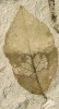 Kostrový žír, symetricky rozložený po obou stranách středové žilky listu zástupce vyhynulého rodu Ternstroemites (čajovníkovité). Foto S. Knor