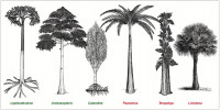 Ukázka stromovitých typů rostlin: pozdnědevonská prvosemenná Archaeo pteris, karbonský plavuňovitý Lepidodendron a přesličkovitý Calamites vytvářejí sekundární xylém (zeleně), zatímco kapradinovité rostliny – karbonský Psaronius a pozdněkřídová Tempskya – jakož i recentní palma Livistona sekundární xylém netvoří a vyrůstají ve stromovité typy jen díky primárním pletivům (červeně). Velikosti jednotlivých typů nejsou proporcionální. Upraveno podle: M. J. Donoghue (2005), s použitím internetových zdrojů pro obraz palmy