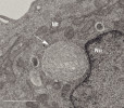 Ultrastrukturální analýzy izolovaných a začleněných chloroplastů v savčích buňkách v elektronovém mikroskopu. Stejná oblast, která byla zkoumána fluorescenční mikroskopií. Chloroplast v buňkách CHO-K1 ihned po společné kultivaci (den 0), měřítko 2 μm. Bílé šipky ukazují chloroplasty, Nu – jádro, Mt – mitochondrie. Foto R. Aoki a S. Matsunaga