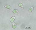 Řasa Cyanidioschyzon merolae. Foto R. Aoki a S. Matsunaga