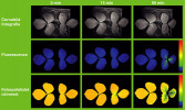 Časový průběh účinku herbicidu na list jahodníku zahradního (Fragaria ×ananassa) měřený pomocí fluorescence chlorofylu. Kombinací klasické černobílé fotografie, fluorescenčního snímku a vý počtu fotosyntetické účinnosti (Fv/Fm) lze sledovat změny v rostlině ještě dříve, než se projeví viditelné poškození. Blíže v textu. Úroveň signálu odráží falešná barevná škála, na které modrá značí nízkou hodnotu signálu a směrem k červené barvy signalizují zvyšující se úroveň signálu. Foto a orig. autoři článku