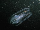 Planktonní žebernatky (Ctenophora) jsou zřejmě sesterskou skupinou  ostatních živočichů. Pestré barvy  na pásech brv vznikají lomem světla. Snímek Adam Petrusek