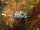 Středomořský zástupce ploštěnců (Platyhelminthes) – dravá ploštěnka  Prostheceraeus giesbrechtii. Snímek Adam Petrusek