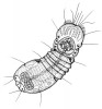 Oknozubky (Micrognathozoa) –  nepočetná skupina z linie Gnathifera. Originál Magdaléna Chumchalová