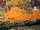 Středomořská Spirastrella cunctatrix, zástupce houbovců (Porifera), dříve označovaných živočišné houby. Snímek Adam Petrusek