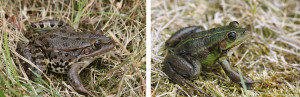 Skokan balkánský (Pelophylax kurtmuelleri, vlevo) a s. epirský (P. epeiroticus, vpravo) z lokality Ioannina, západní Řecko (region Epirus). Oba druhy se zde kříží, míra hybridizace je však relativně nízká.