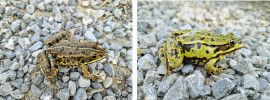Skokan zelený (Pelophylax esculentus, obr. vlevo) a druhově neidentifikovaný jedinec s mitochondriální DNA skokana Bergerova (vpravo) z Lustenau, Vorarlberg, Rakousko. Foto P. Mikulíček