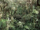 Tropický deštný prales představuje prostředí, které na první pohled poskytuje obrovské množství úkrytů, příležitostí a ekologických nik. Nejpatrnější to bývá v horských mlžných lesích, jako je prales Monte Verde v Kostarice. Přesto nemůžeme hledat příčiny vysoké rozmanitosti v heterogenitě tropického prostředí, poněvadž ta není úplně univerzální  a je spíše následkem než příčinou  vysoké rozmanitosti. Tropické pralesy  se však vyznačují ještě jednou zvláštností, která se jen nepřímo týká problému  obecně vysoké tropické biodiverzity – lokálně, na malé ploše, spolu dokáže koexistovat ohromující množství druhů stromů (až stovky druhů na několika hektarech). To byla dlouho naprostá záhada, protože jedna z hlavních pouček ekologické teorie říkala, že druhy využívající tentýž zdroj (a u tropických stromů se nezdálo, že by využívaly různé zdroje) nemohou dlouhodobě koexistovat.  Až v posledních 20 letech se podařilo doložit, že stromy v tropickém lese  koexistují díky tzv. Janzenově-Connelově efektu, kdy vzácnější druhy profitují z toho, že se tolik nenamnoží jejich  přirození škůdci, hlavně houby, které výrazně snižují přežívání semenáčků (a vůbec mladších stromků) druhů,  jež jsou hojné. Tato negativní frekvenční závislost (čím vzácnější druh, tím větší naděje na efektivní reprodukci)  je pozorovatelná v různých typech lesů,  ale v těch tropických je nejsilnější  a vede k tomu, že žádný druh nepřeváží na úkor ostatních. Foto D. Storch