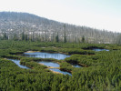 Blatenská slať na Šumavě (2005). Foto M. Šobr