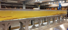 Krakatice obrovská (Architeuthis dux) přezdívaná Archie. Celková délka je 8,6 m včetně prodloužených ramen. Exemplář byl odchycen r. 2004 u Falklandských ostrovů v hloubce okolo 220 m. Foto M. Košťák
