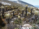 Unikátní alpínské mokřady s klejovkou Espeletia grandiflora v NP Cocuy jsou závislé na nepřetržitém napájení vodou z ledovců. Foto M. Rejmánek