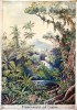 Tropický les na Ceylonu. Výuková tabule pravděpodobně inspirovaná akvarely ze spisu Ernsta Haeckela Die Naturwunder der Tropenwelt. Ceylon und Insulinde (1905). Originál má formát A1. Tato kresba patří k pouhým čtyřem zachovaným tabulím určeným pro Beckovy fytogeografické přednášky na botanickém ústavu německé univerzity v Praze. Autorství tabule však není jednoznačné (více v článku na str. XXXVI–VII kuléru). Snímek ze sbírek Přírodovědecké fakulty UK