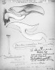 Agaricus ulmarius – líha jilmová (dnes Hypsizygus ulmarius). Kresba  tužkou a akvarelem, formát originálu zhruba A5. Orig. G. Beck