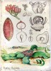 Welwitschie podivná (Welwitschia mirabilis). Tato dvoudomá dřevina s endemickým výskytem na poušti Namib se dožívá výjimečného věku, nejstarší rostliny se odhadují na 1 000 i více let (viz např. Živa 2002, 4: 165–166). Výuková tabule. Autorství tabule však není jednoznačné (více v článku na str. XXXVI–VII kuléru). Snímek ze sbírek Přírodovědecké fakulty UK
